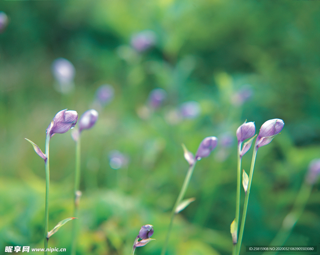薰衣草田园图片