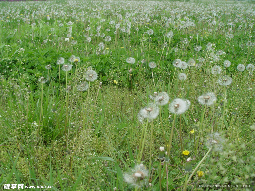蒲公英图片