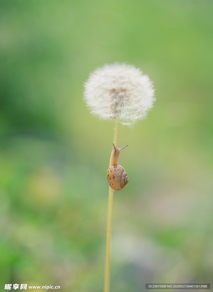 蒲公英图片