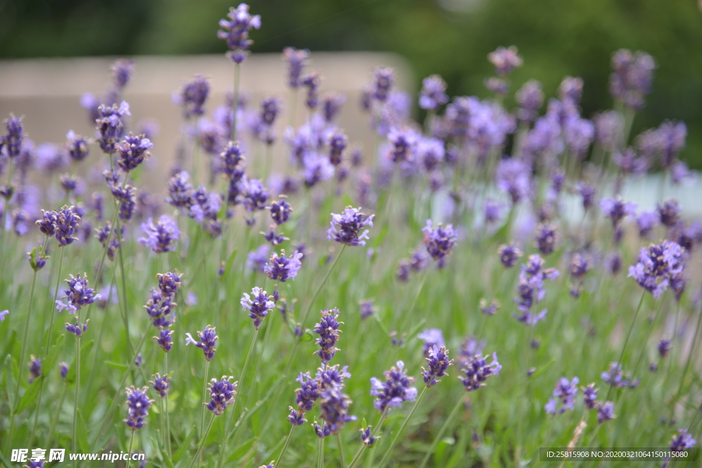 薰衣草田园图片
