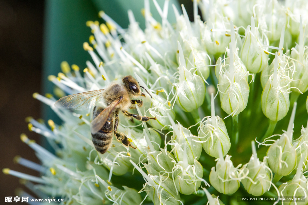 花间隐者小蜂蜜图片
