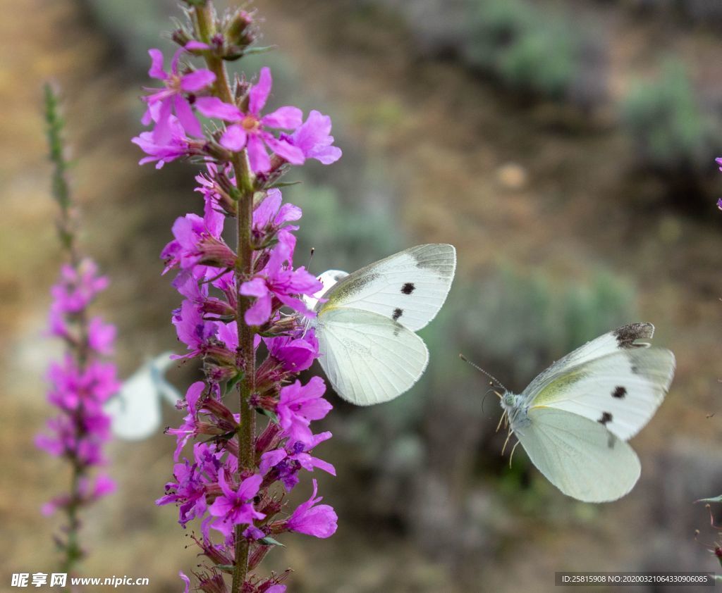 薰衣草田园图片