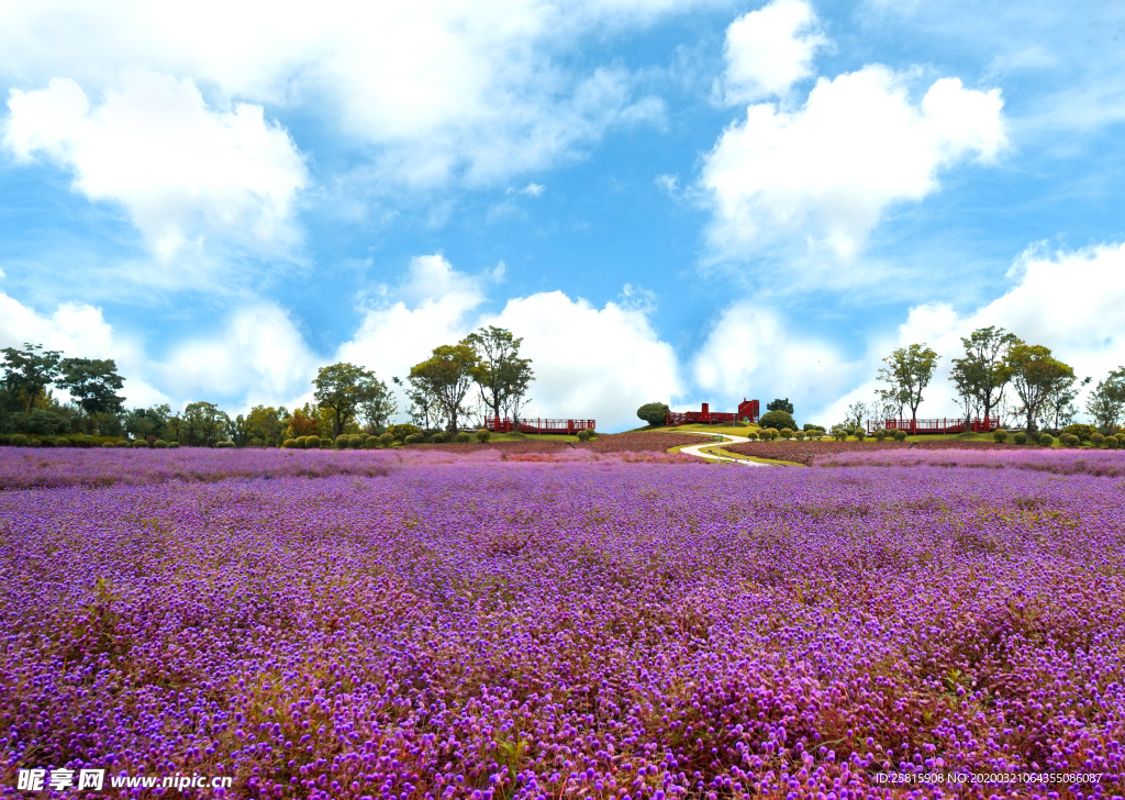 薰衣草田园图片