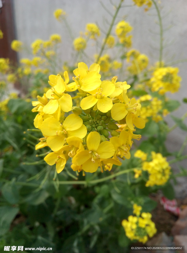 油菜花