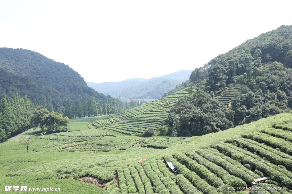 龙井茶园