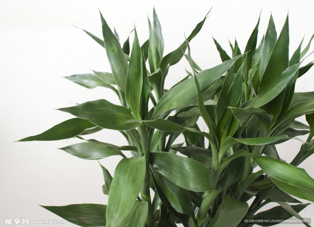 花艺插花花卉图片