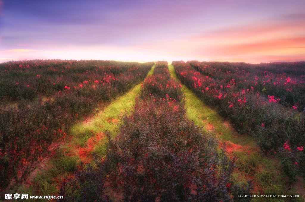 薰衣草田园图片