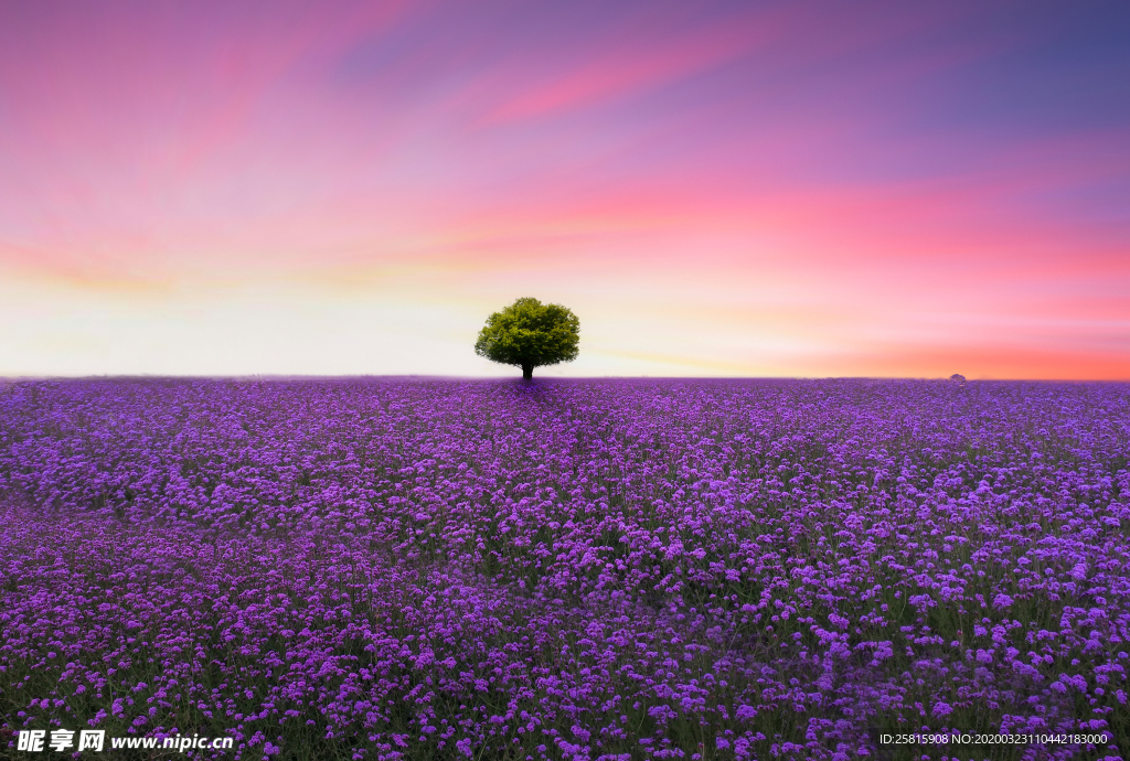 薰衣草田园图片