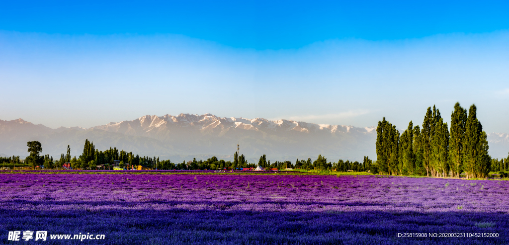 薰衣草田园图片
