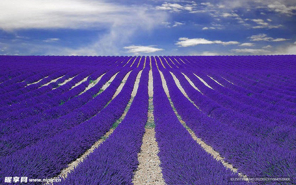 薰衣草田园图片