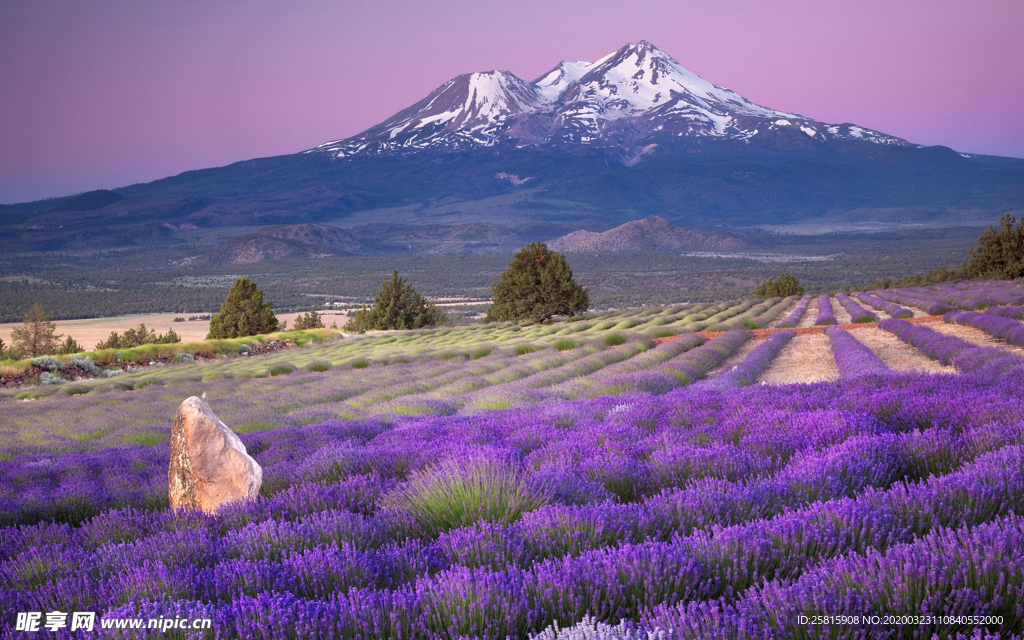 薰衣草田园图片