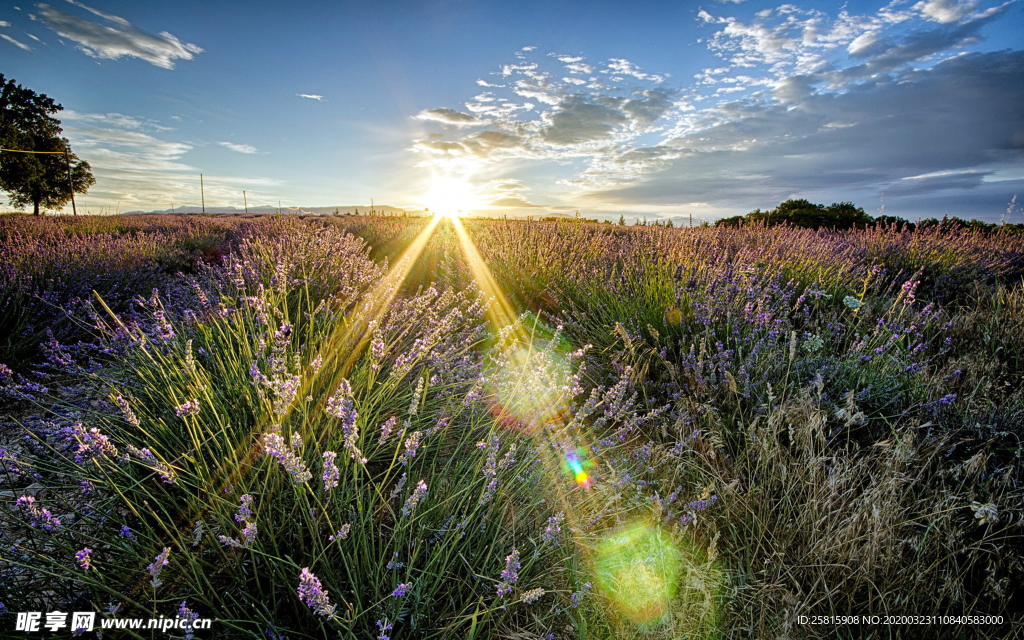 薰衣草田园图片