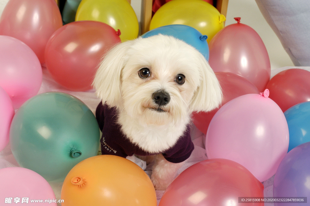 气球热气球图片