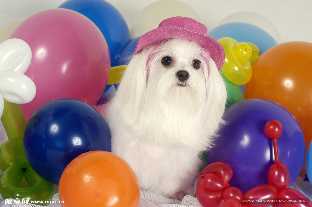 气球热气球图片