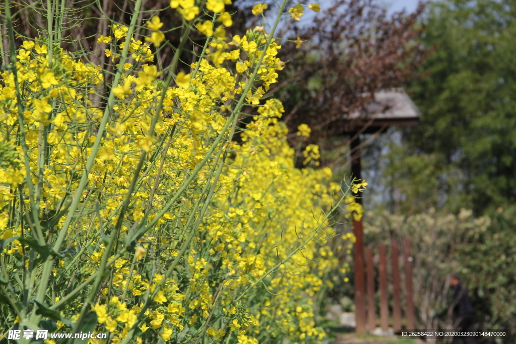 唯美油菜花图片