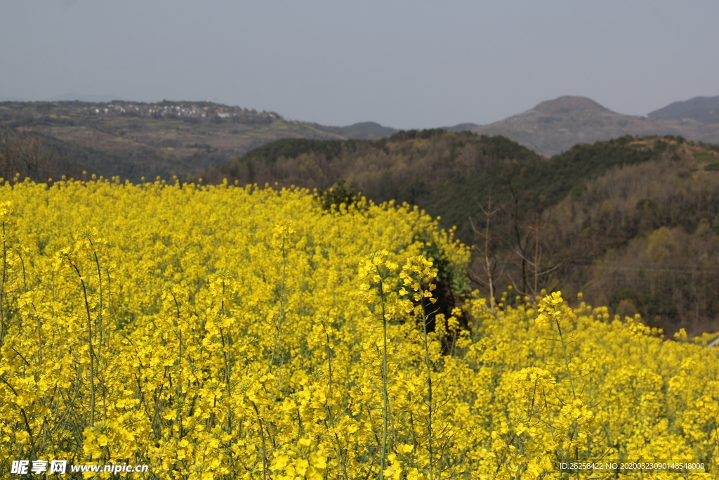 山上油菜花田