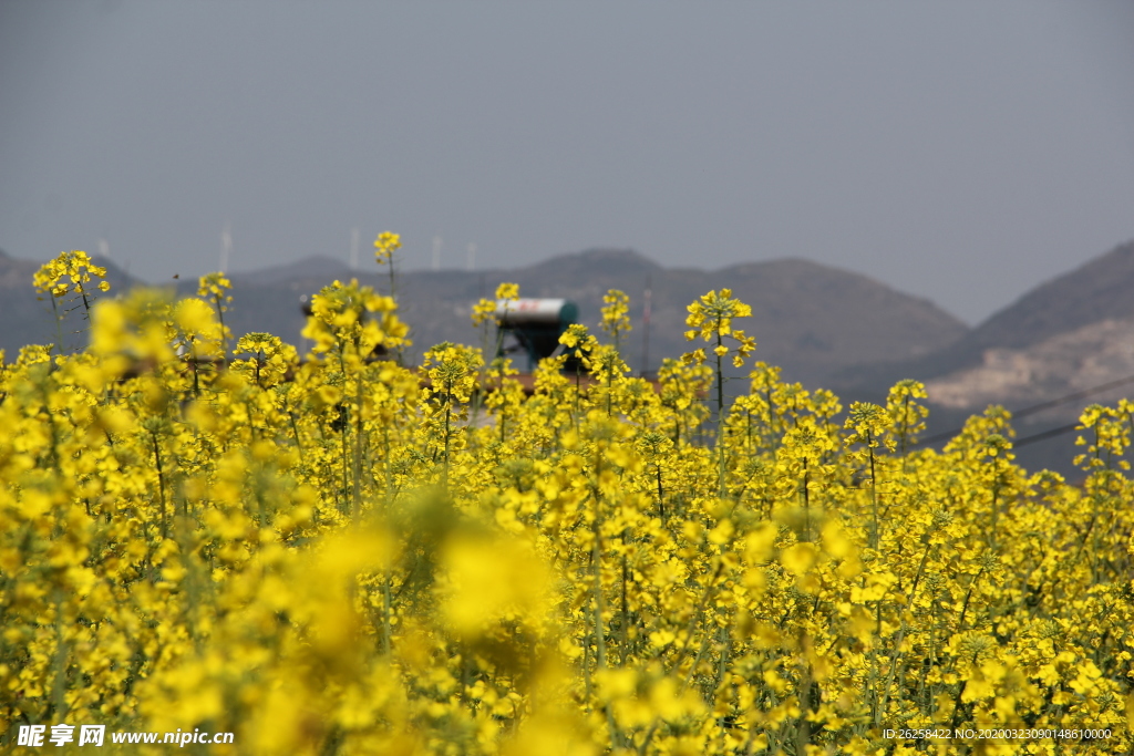 油菜花图片