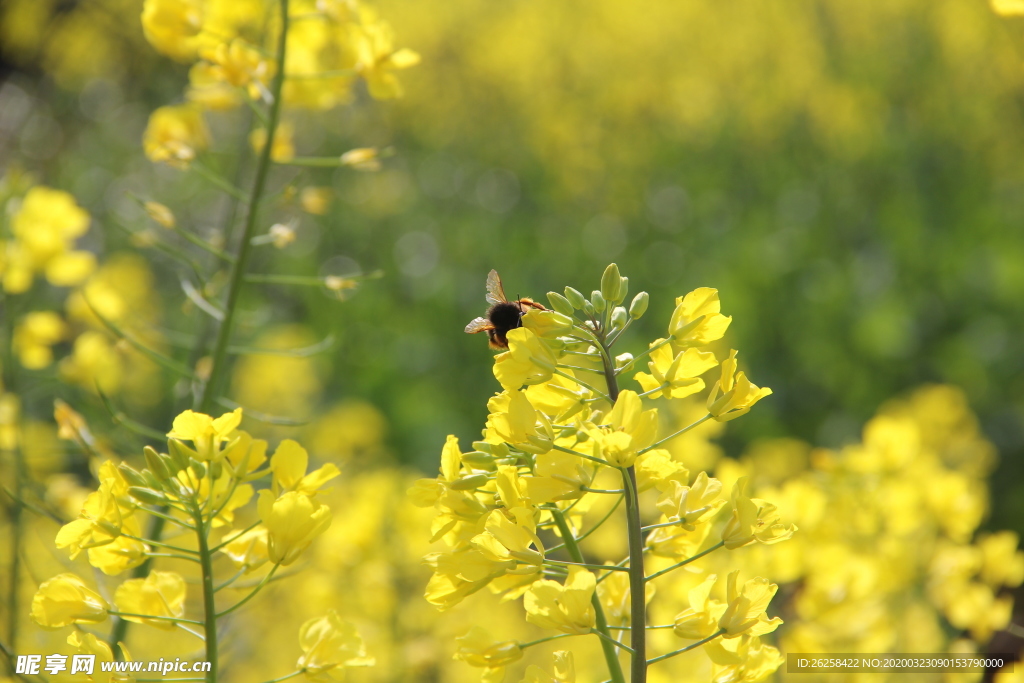 黄色油菜花蜜蜂采蜜