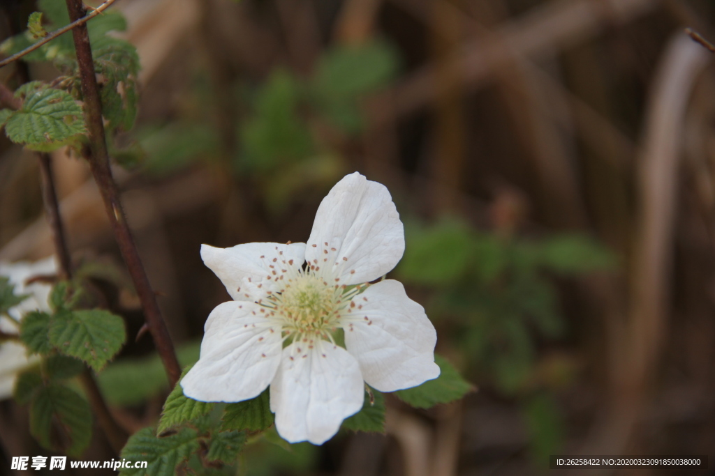 路边野花小白花