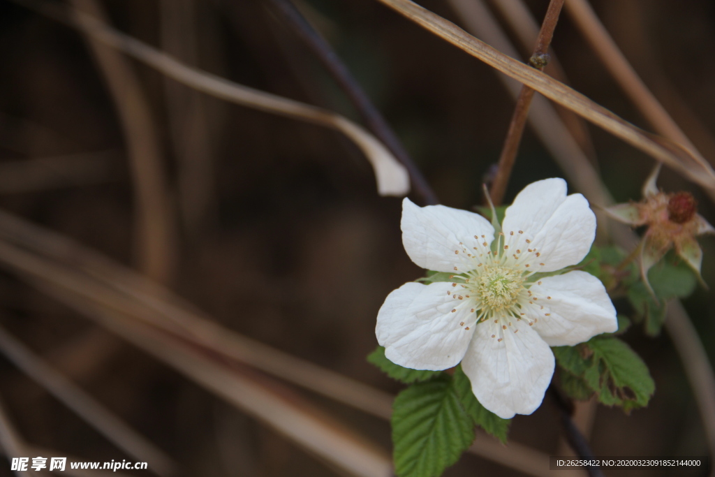 路边野花小白花图片