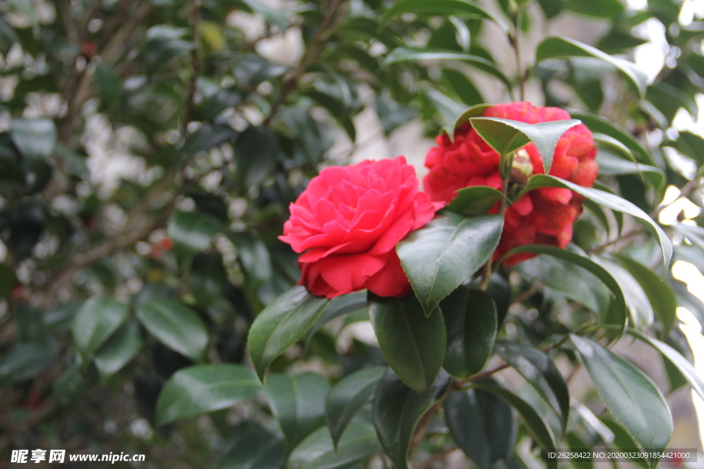 路边野花红花图片