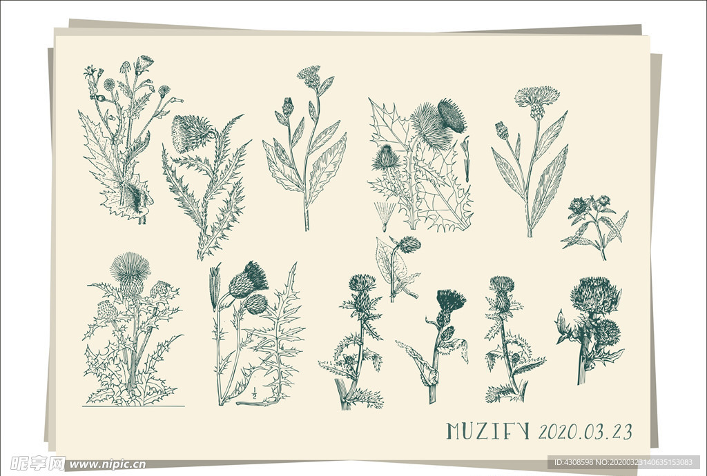 复古蓟植物素描画