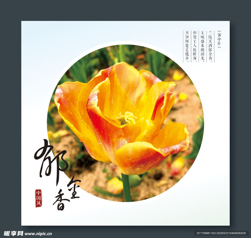 郁金香