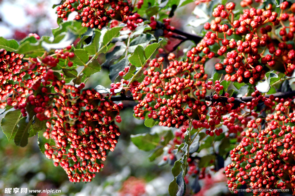花椒桂皮陈皮茴香调料