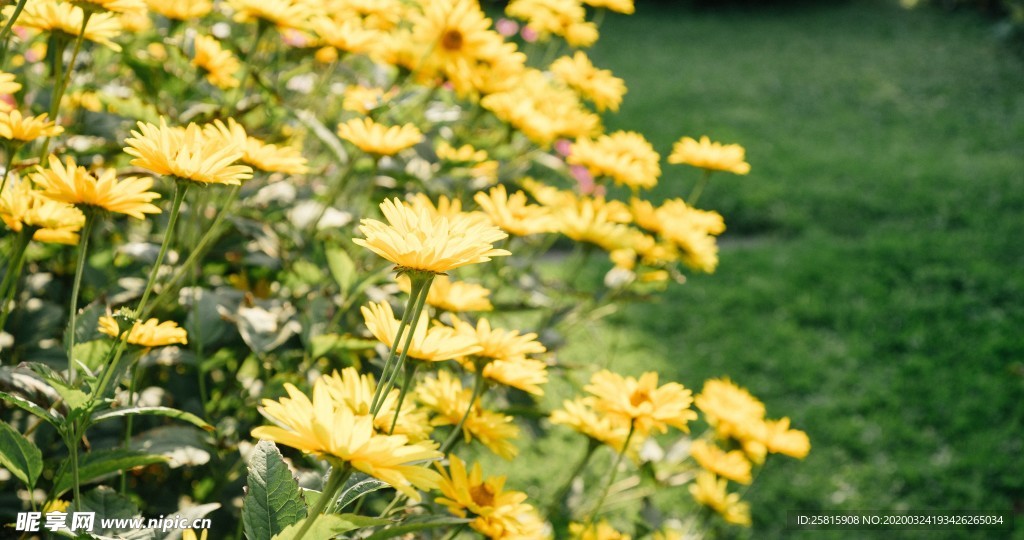 小清新唯美自然花朵