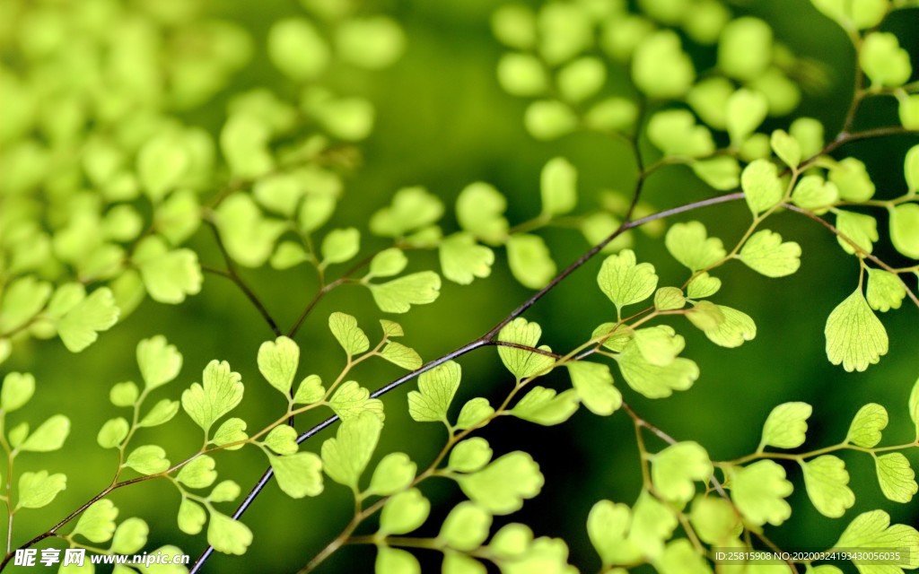 小清新唯美自然花朵