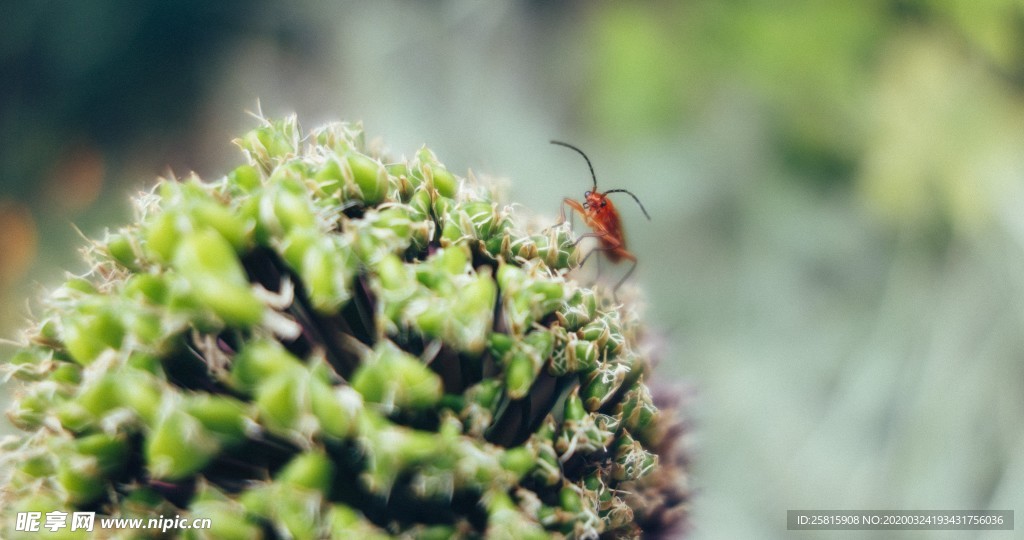 小清新唯美自然花朵