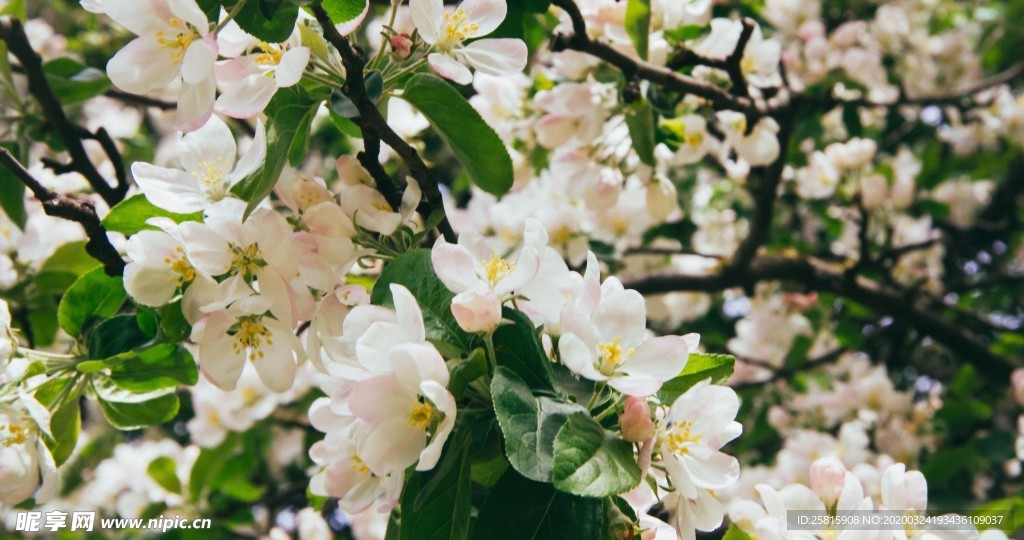 小清新唯美自然花朵