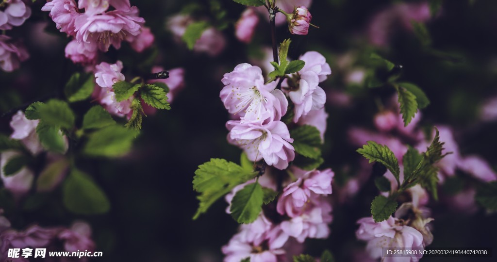 小清新唯美自然花朵