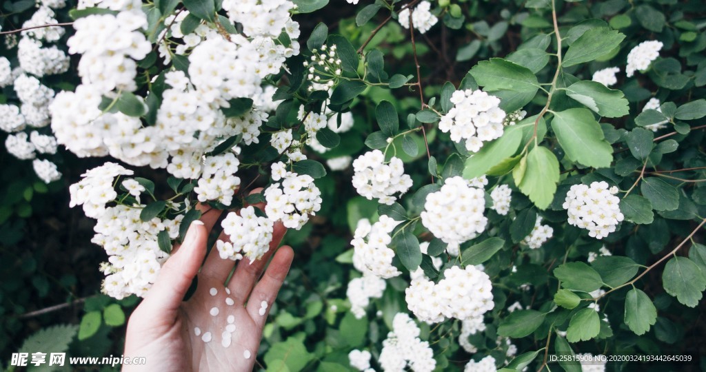 小清新唯美自然花朵