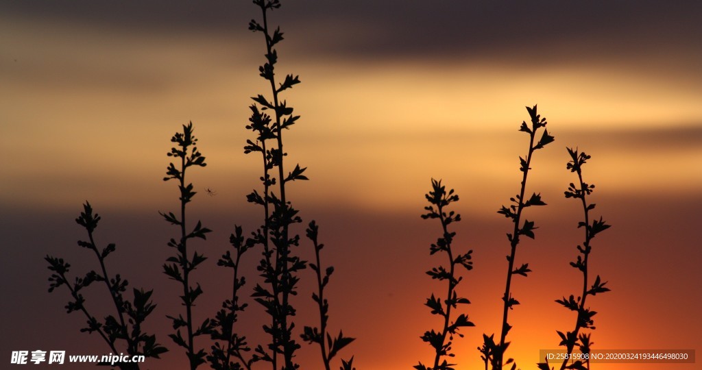 小清新唯美自然花朵