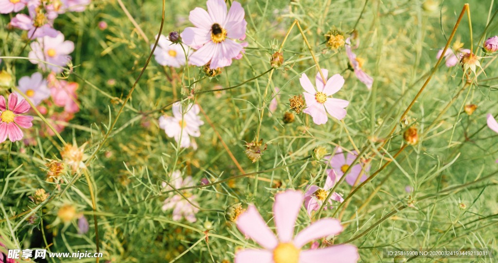 小清新唯美自然花朵