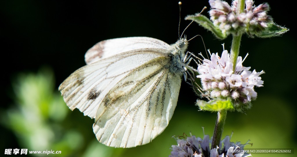 小清新唯美自然花朵