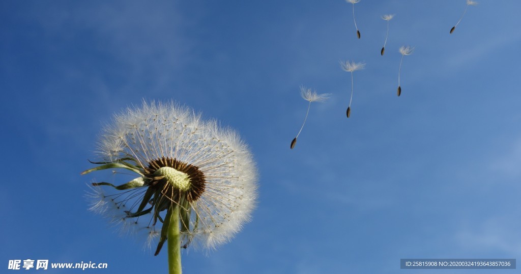 蒲公英图片