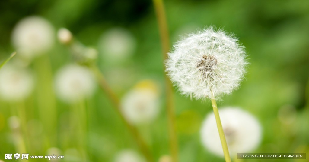 蒲公英图片