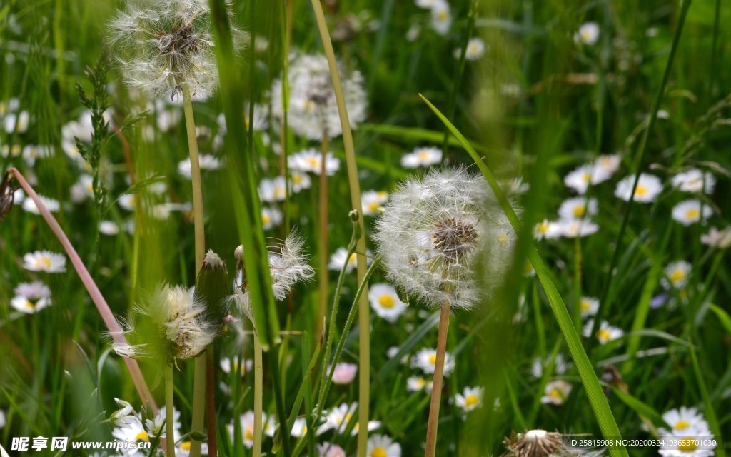 蒲公英图片