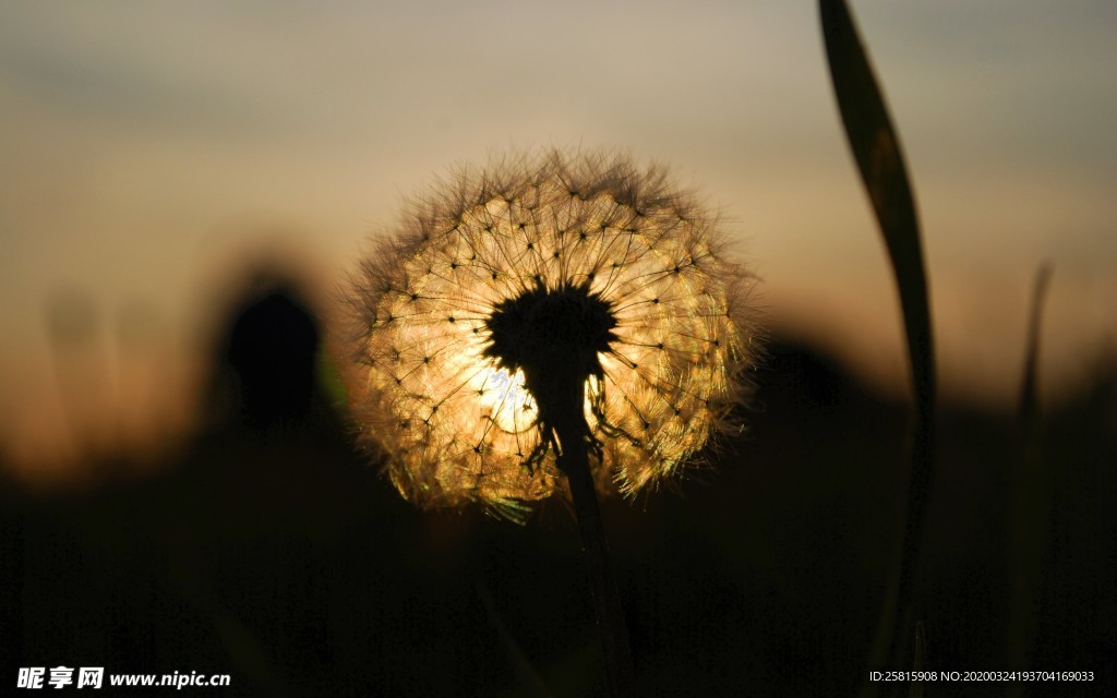 蒲公英图片