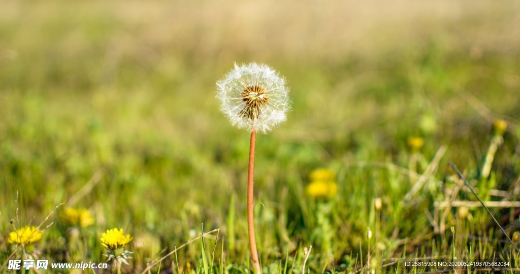 蒲公英图片