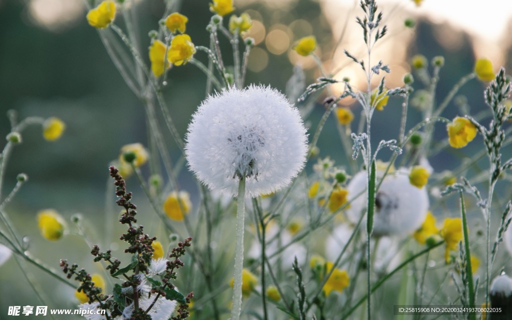 蒲公英图片