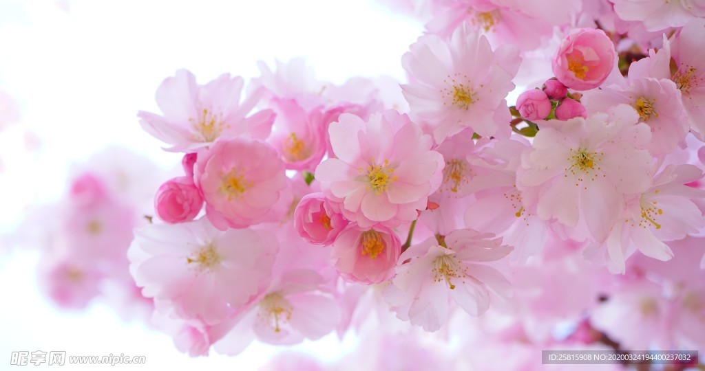 小清新唯美自然花朵