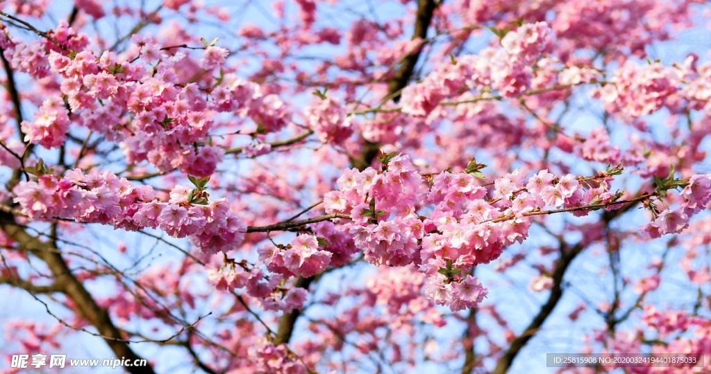 小清新唯美自然花朵