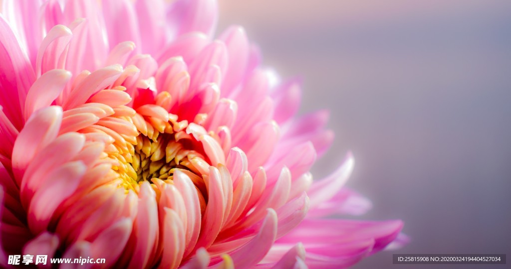 小清新唯美自然花朵