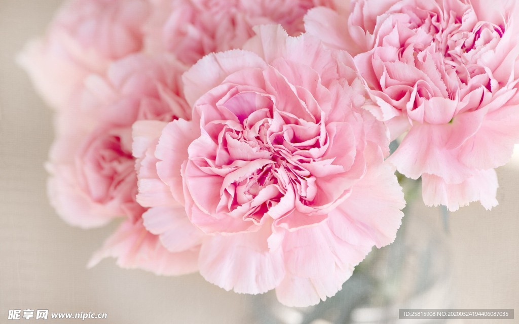 小清新唯美自然花朵