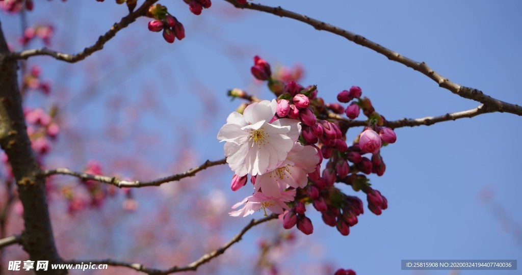 小清新唯美自然花朵