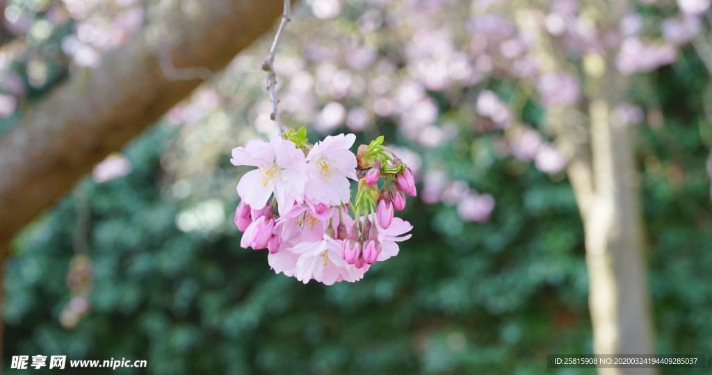 小清新唯美自然花朵