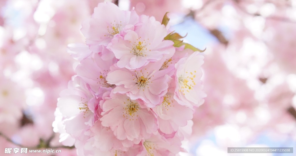 小清新唯美自然花朵